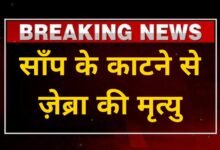 CG News : साँप के काटने से ज़ेब्रा की मृत्यु