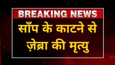 CG News : साँप के काटने से ज़ेब्रा की मृत्यु