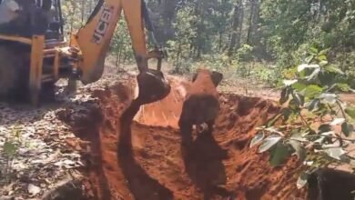 छत्तीसगढ़ : हाथी शावक की जान बची: समय पर रेस्क्यू से टली बड़ी अनहोनी