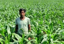 CG Latest News : धान के बदले मक्का की खेती से किसान ने कमाया दुगुना मुनाफा