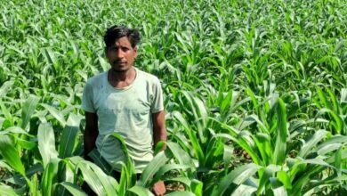 CG Latest News : धान के बदले मक्का की खेती से किसान ने कमाया दुगुना मुनाफा