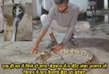 Chhattisgarh : एक ही घर में मिले दो सांप, बेडरूम में 9 फीट लंबा अजगर तो किचन में फन फैलाये बैठा था कोबरा