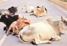 CG News : सड़कों में पशुओं को खुला छोड़ने पर पशु मालिकों को होगी सजा और जुर्माना, हादसों के लिए मवेशी मालिक होंगे जिम्मेदार