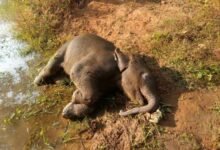 CG News : तालाब में डूबने से शावक हाथी की मौत वन विभाग सतर्क, जांच जारी