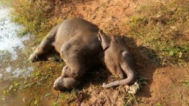 CG News : तालाब में डूबने से शावक हाथी की मौत वन विभाग सतर्क, जांच जारी