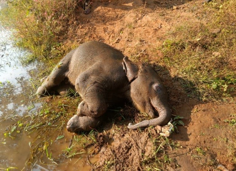 CG News : तालाब में डूबने से शावक हाथी की मौत वन विभाग सतर्क, जांच जारी