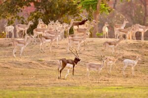 बारनवापारा अभयारण्य में काले हिरणों का वैज्ञानिक पद्धति से पुनर्स्थापन: दो चरणों में 34 हिरणों को प्राकृतिक आवास में छोड़ा गया सुरक्षित