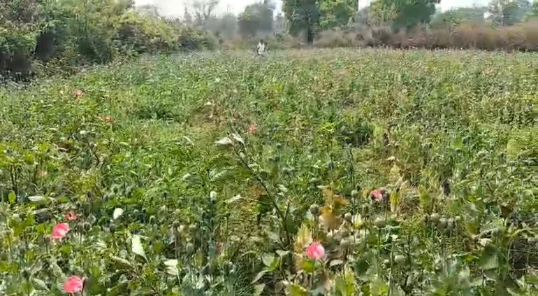 जानकारी के अनुसार, आरोपियों ने पुलिस और स्थानीय लोगों की आंखों में धूल झोंकने के लिए जमीन को तरबूज और ककड़ी की खेती के नाम पर किराए पर लिया था। खेत के बीचों-बीच अफीम की नशीली फसल उगाई जा रही थी, ताकि बाहर से देखने पर किसी को शक न हो। मुखबिर की सूचना पर रायगढ़ पुलिस ने त्वरित कार्रवाई करते हुए आमाघाट में छापेमारी की। पुलिस ने झारखंड निवासी मार्शल सांगां को हिरासत में लिया है। लगभग 1.5 एकड़ में अफीम की फसल लहलहा रही थी।