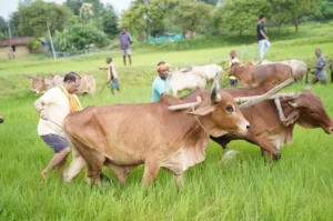 सुबह-सुबह खेत में उतरे CM विष्णुदेव साय : बैलों के साथ हल चलाकर की बियासी; याद आया पुराना वक्त